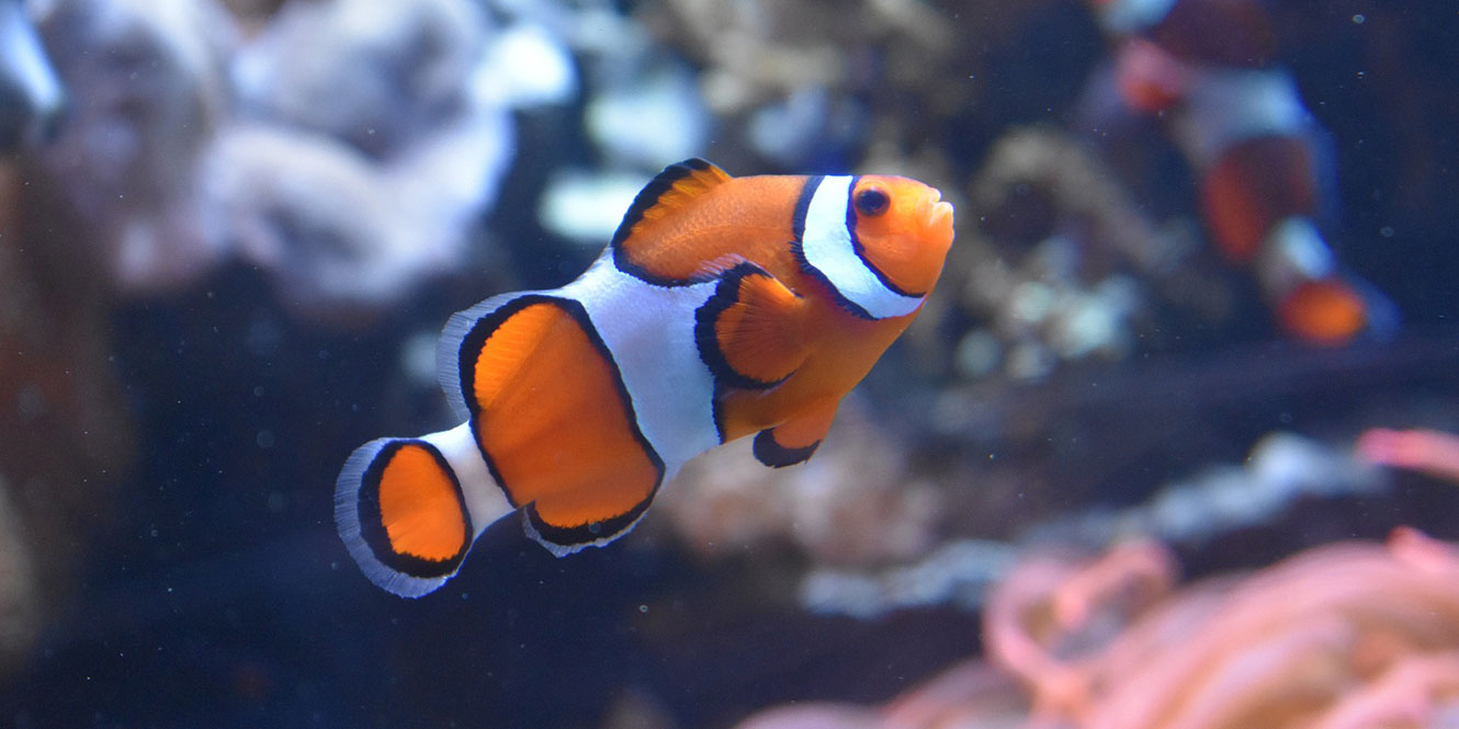 Ausflugstipp Bodensee: Sea Life Konstanz